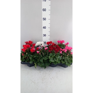 Cyclamen KL   ...patio