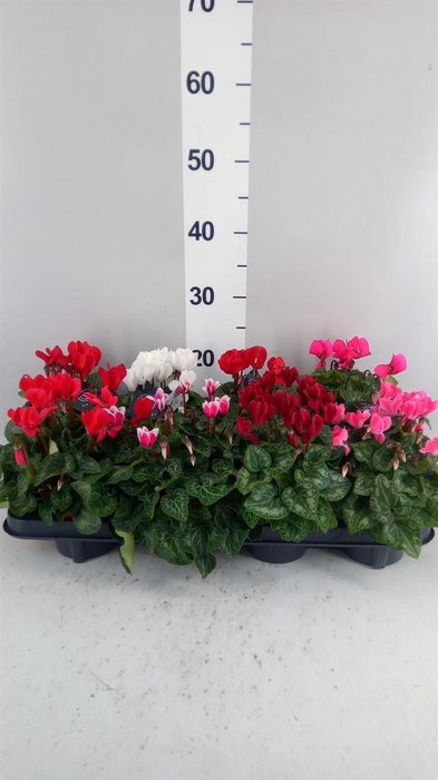 Cyclamen KL   ...patio