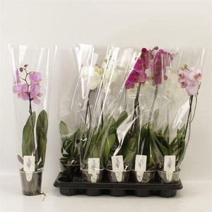 PHAL GEM