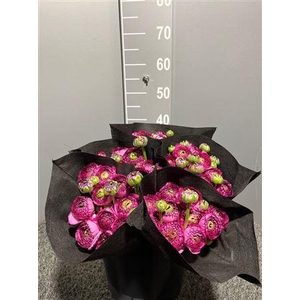 Ran Suc Ex Pink Stripe Rosa Striato