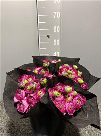 <h4>Ran Suc Ex Pink Stripe Rosa Striato</h4>