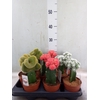 Cactus   ...mix