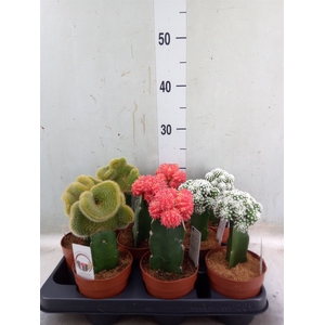 Cactus   ...mix