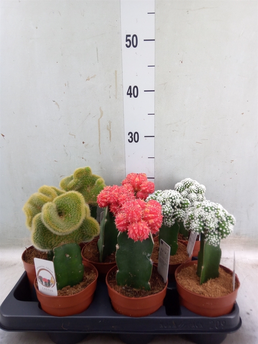 <h4>Cactus   ...mix</h4>