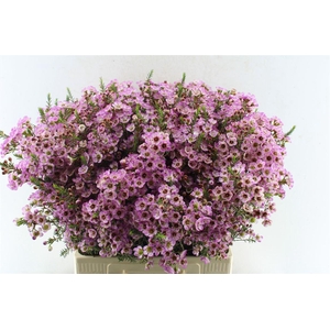 Chamelaucium Adi Pink