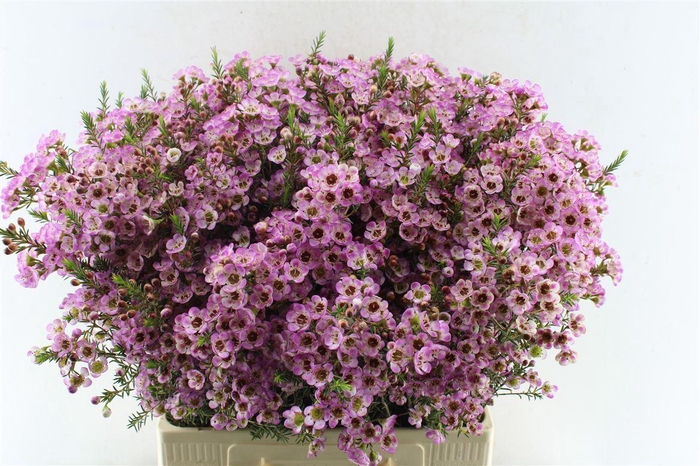 <h4>Chamelaucium Adi Pink</h4>