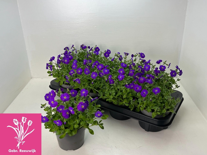 <h4>AUBR GRACILIS KITTE</h4>