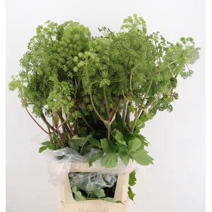 ANGELICA GIGAS