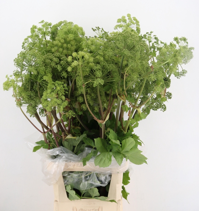 <h4>ANGELICA GIGAS</h4>