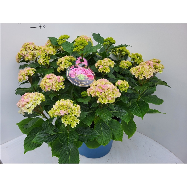 <h4>Hydrangea You & Me Forever Pink double flowers 33cm</h4>