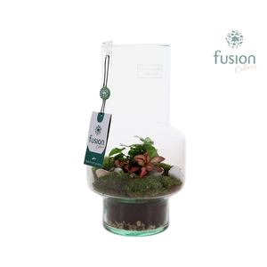 Green BottleMia Medium met Arrangement