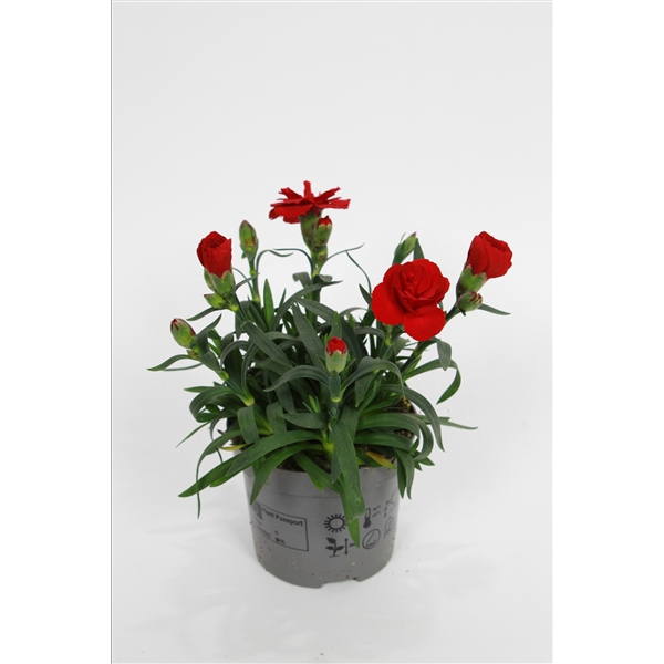 <h4>Dianthus Oscar dark red p9</h4>