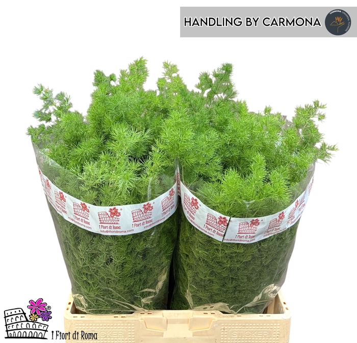 <h4>ASP UMBELLATUS BS</h4>