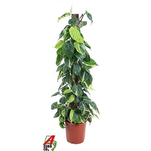 Philodendron scandens 'Brasil'