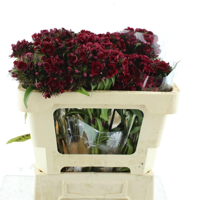 <h4>Di Barb Kiwi Burgundy</h4>
