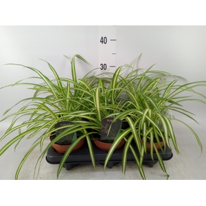 Chlorophytum cos. 'Atlantic'