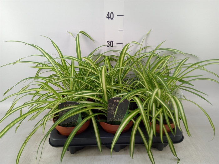 <h4>Chlorophytum cos. 'Atlantic'</h4>