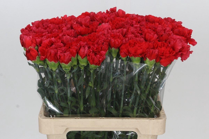 <h4>Dianthus St Arona</h4>