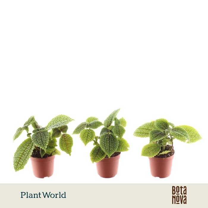 <h4>Pilea alumi</h4>