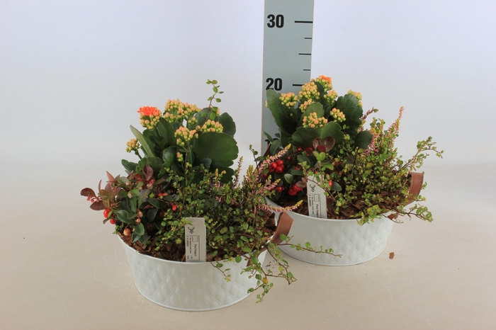 <h4>ARR TUINPLANTEN</h4>