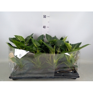 Philodendron   ...
