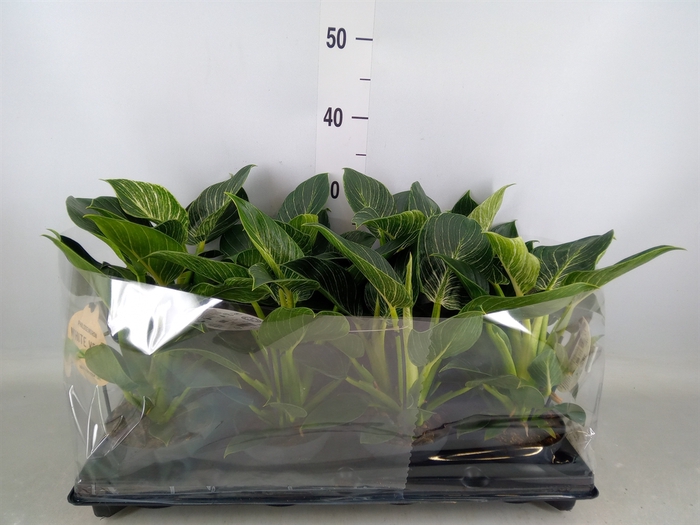 <h4>Philodendron   ...</h4>