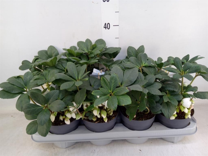 <h4>Helleborus niger</h4>