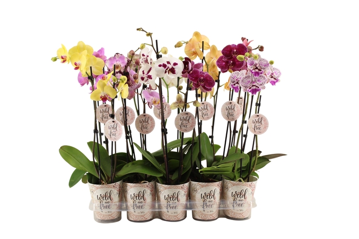 <h4>Wild & Free Cover Phal Wild & Free Mix 2T12+</h4>