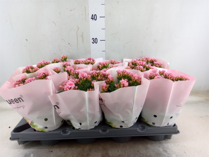 <h4>Kalanchoe   ...</h4>