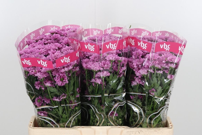 <h4>Chr San Aaa Krissi</h4>