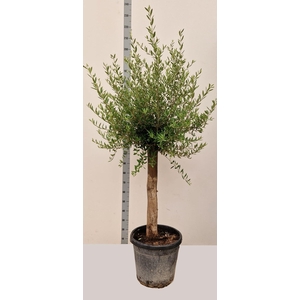 OLEA EUROPAEA 200CM