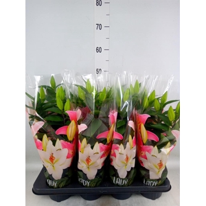 Lilium ori. 'Sunny Keys'