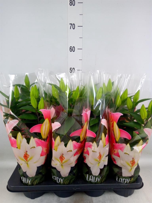 <h4>Lilium ori.  'Sunny Keys'</h4>