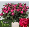 Paeonia Red Sarah Bernhardt