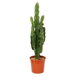 Euphorbia overig