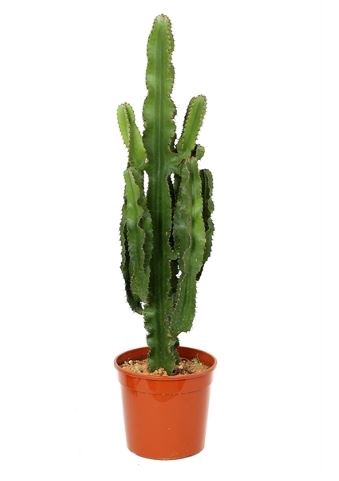 <h4>Euphorbia overig</h4>