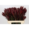 Leucadendron Saf Sunset Dark R.Spray