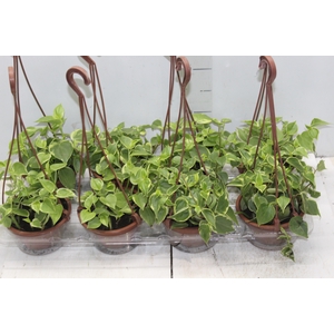 PEPEROMIA SCANDENS C13