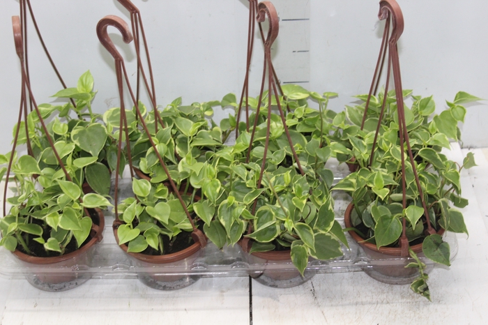 <h4>PEPEROMIA SCANDENS C13</h4>