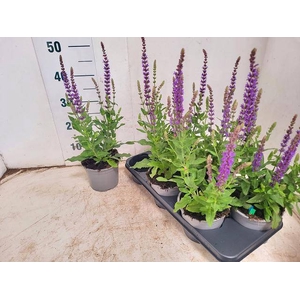 SALVIA NE OSTFRIESL