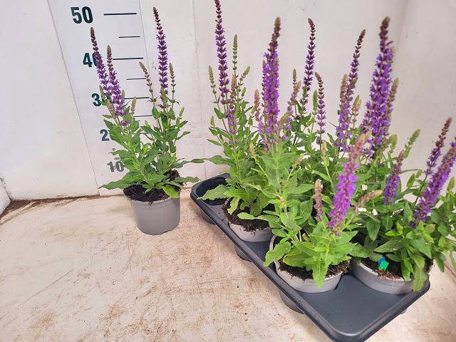 <h4>SALVIA NE OSTFRIESL</h4>