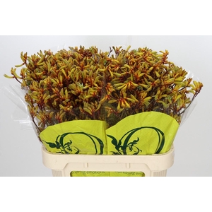 Anigozanthos Orange Velvet