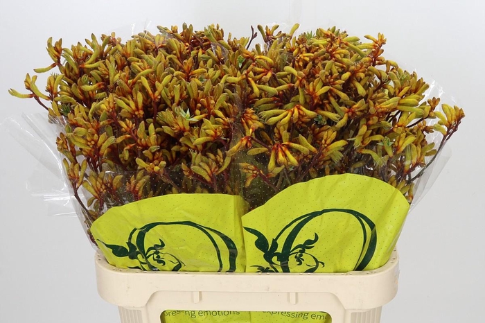 <h4>Anigozanthos Orange Velvet</h4>