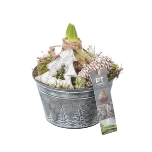 PTACH8247 Arrangement Amaryllis Kerst in zink pot