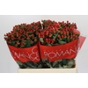 Hypericum True Romance XXL