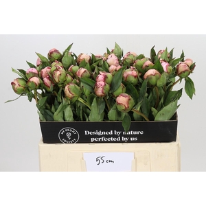 Paeonia Nick Shaylor