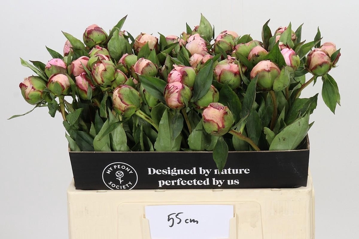 <h4>Paeonia Nick Shaylor</h4>