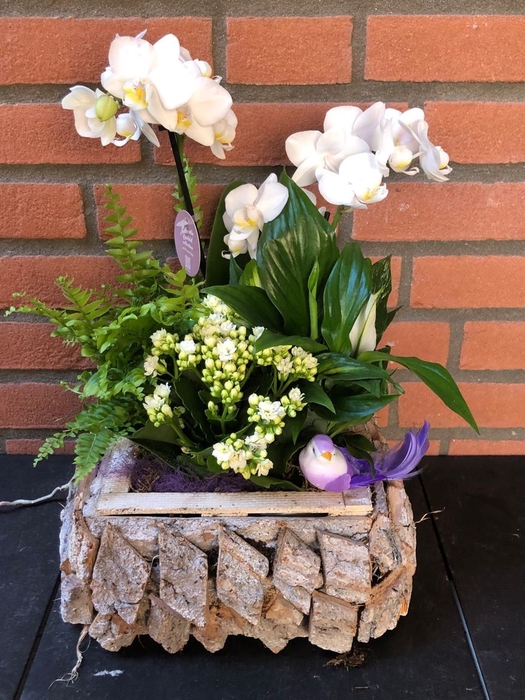 <h4>Arr (11) Phal Hout Vierk.</h4>