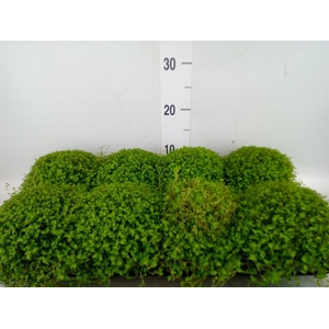 Soleirolia soleirolii   ...green
