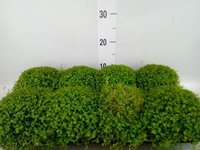 <h4>Soleirolia soleirolii   ...green</h4>